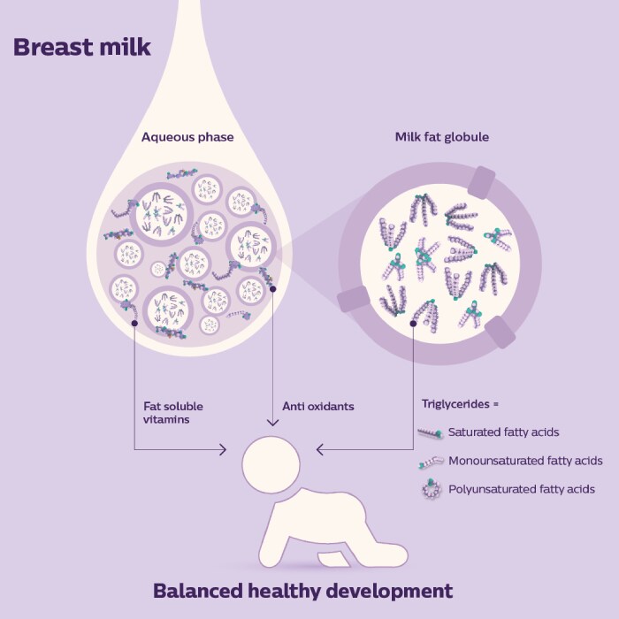 Zusammensetzung von menschlicher Muttermilch